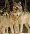 Wolf Spirit  -  the Teacher