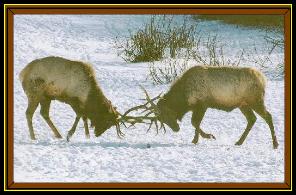 Click HERE for larger image to view