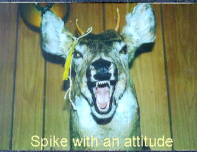 Click HERE to view larger image of Spike!